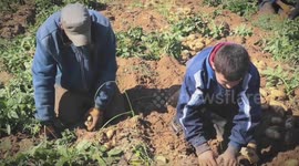 Palestinian farmers harvest potato at a farm in Beit Lahia in the northern Gaza Strip