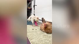 Rescue chicken that suffered a broken leg is now walking properly - after being fitted with a cast