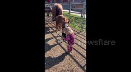 Newsflare Edit - 2 years old girl is adorably trying to feed 2 weeks old baby horse