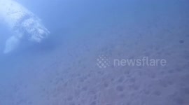 A rare, white Southern Right Whale calf approaches an underwater photographer