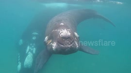 Breathtaking footage shows encounter between diver and whale mother and calf
