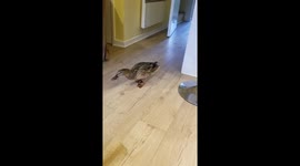 Wild duck enters London home before panicking and spraying poo everywhere