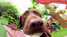 Playful brown lab records chase around garden with camera in his mouth