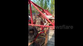 Tourists injured after suspension bridge in ancient Chinese town collapses