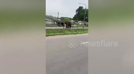 Elephant in heat rampages through village before overturning truck in Thailand