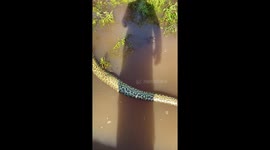 Anaconda found choked to death when fish prey's stinger pierced skin
