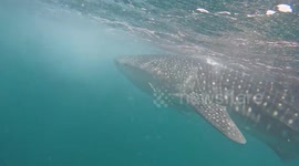 Diving with whale shark off the coast of Djibouti