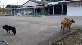 Playful pet dogs hang out in the streets