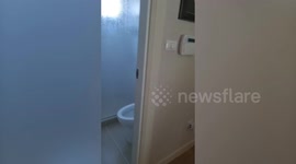 Wild snake pokes head out of toilet in resident's home