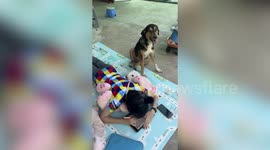 Pet dog disturbs little girl doing homework to ask her to play