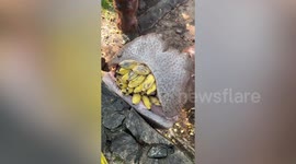 Hungry hippo chomps dozens of bananas at zoo