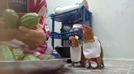Two pet parrots wear aprons beside their owner as she cooks