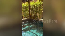 Wild monkeys dive into hotel swimming pool to cool off in front of tourists