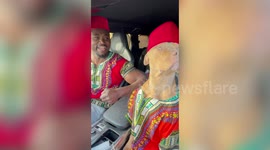 Pet dog bops along to music in car with owner in London
