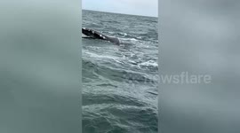 Tourist pulls dry sunburnt skin off friendly whale that swims near their boat in California