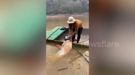 Lucky villager catches massive catfish that is as big as him