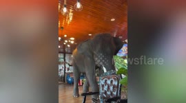 Adorable elephant dances inside cafe in Thailand