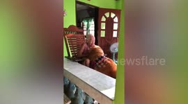 Excited big Golden Retriever jumps up on grandmother to greet her