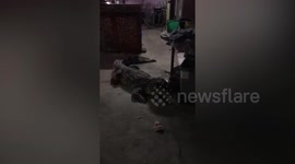 Tame crocodile lives inside family's home like pet dog