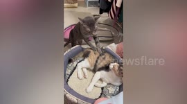 Cute cat gives feline friend relaxing back massage
