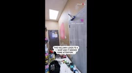 Artist repaints a Cannabis mural after it fails initial inspection
