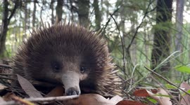 Here's everything you ever need to know about the short-beaked echidna