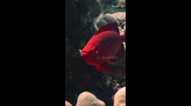 Travel photographer catches Red Bigeye beauty serving elegance underwater