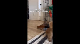 Watch Goooogy, the 5-month-old pup, score big with his impressive basketball skills!