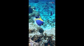 Passionate powder blue tangs entertain diver with their whirly mating ritual