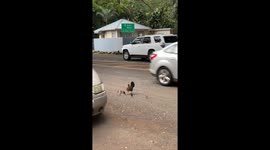 Mama chicken's Fowl attempt at crossing the road with her babies is utterly hilarious