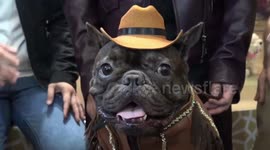 A Funny Dog Celebrates Its Birthday With Cowboy Costume In Surabaya, East Java, Indonesia
