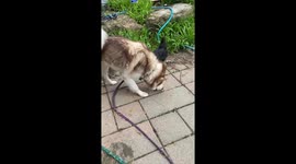 Hens and dogs working together to clean up food scraps peacefully