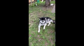 Our Alaskan Malamutes are enjoying a relaxing time in our garden