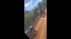 Safari jeeps frantically reverse to avoid charging elephant in Sri Lanka
