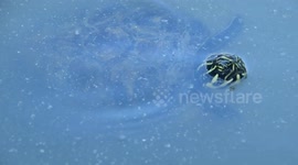 Tortugas se zambullen y nadan en el lago enfrente del palacio de cristal en el parque del retiro