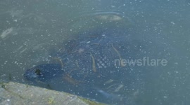 Tortugas se zambullen y nada en el lago enfrente del palacio de cristal en el parque del retiro