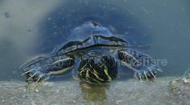 Tortugas se zambullen y nada en el lago enfrente del palacio de cristal en el parque del retiro
