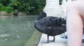 Un pato enorme sale del lago para comer y acicalarse enfrente del palacio de cristal del parque del retiro