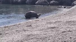 River Otters Mate on Land and in Water, Port Townsend, WA