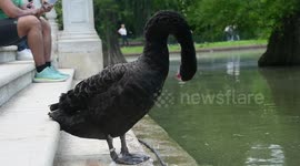 Un pato enorme sale del lago para comer y acicalarse enfrente del palacio de cristal del parque del retiro