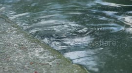 Tortugas se zambullen y nada en el lago enfrente del palacio de cristal en el parque del retiro