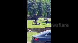 Deer attacks little girl in southern China’s forest wildlife park