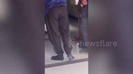 Officers wrangle deadly 12-ft king cobra hiding on resident's shoe rack