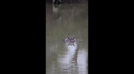 Catching a ride on mum's back gives this ittle baby hippo the bravado to be big & brave with a warning yawn and a flick of the water!