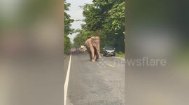 Wild elephant searches through car while family cowers inside