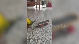 Super-chill pet parrot rolls down makeshift skateboard ramp