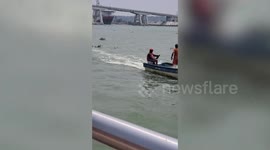 Super cool pet dog surfs along river in Mexico