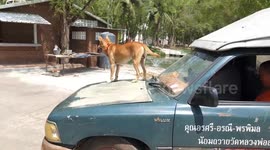 Pet rescue dog enjoys fun rides standing on top of truck's bonnet