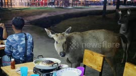 Two hungry wild deer visit barbecue restaurant to ask for food