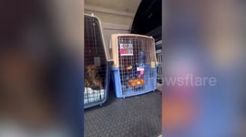 Rescued street dogs in Thailand fly to the US to find their forever homes